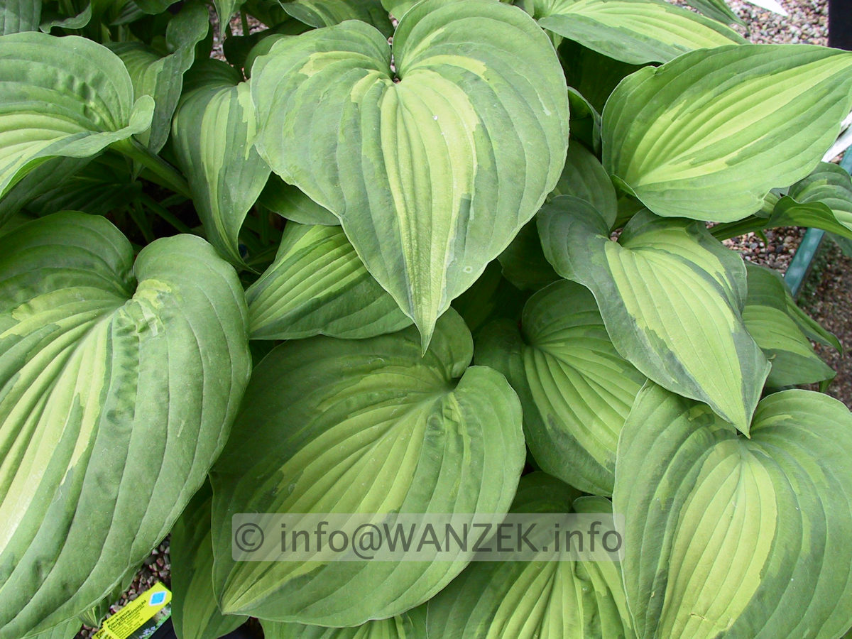 Hosta fortunei Aureomaculata Beaumont 04.jpg